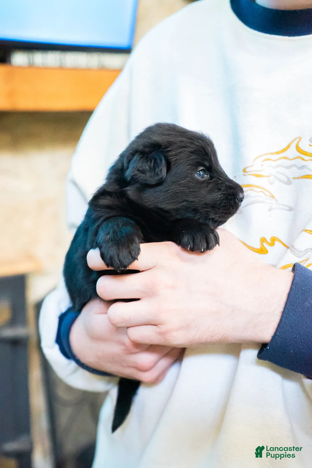 German Shepherd dogs for sale: German Shepherd Puppy 2 - Ad 1