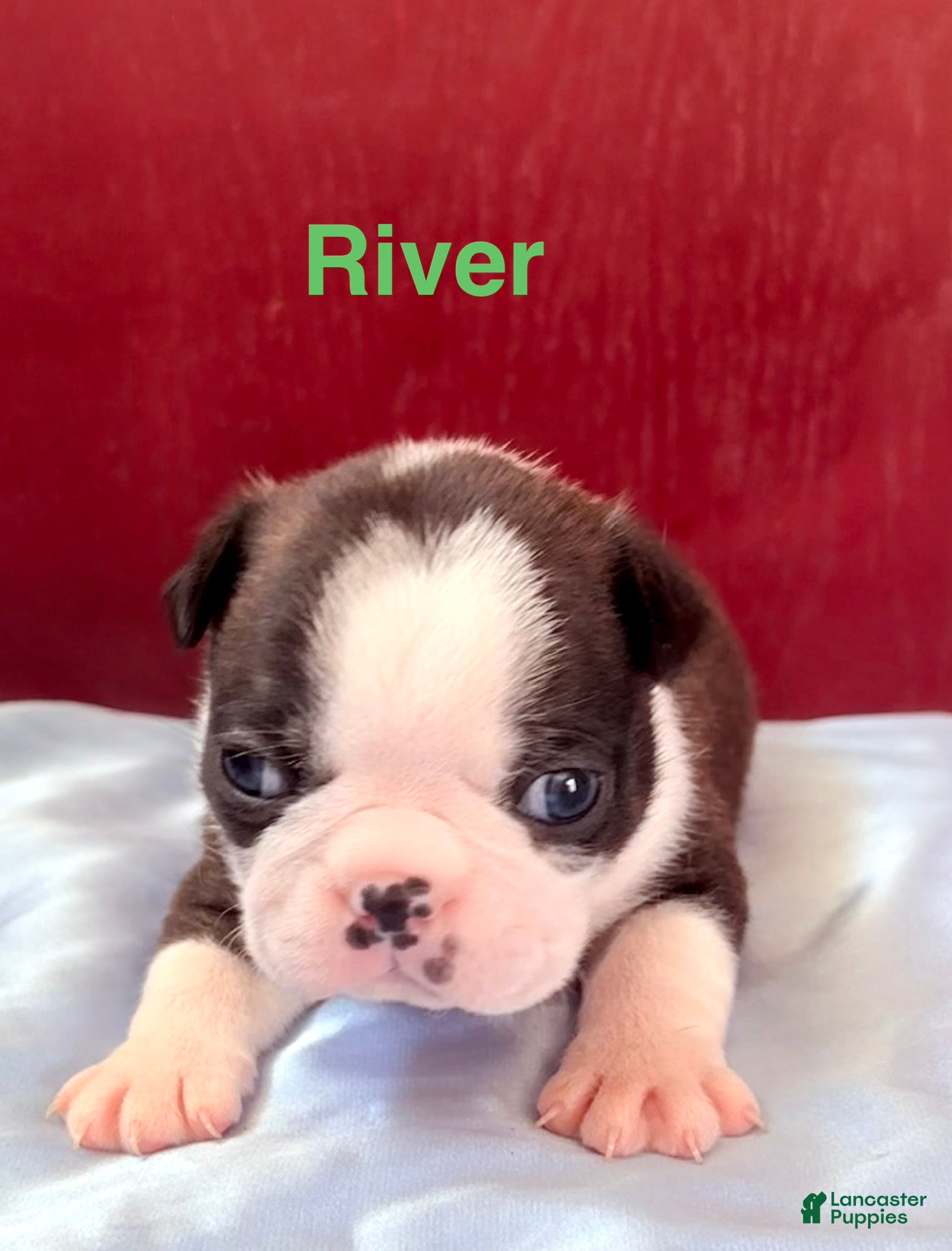 Boston Terrier dogs Boston Terrier 1River  - Ad 1