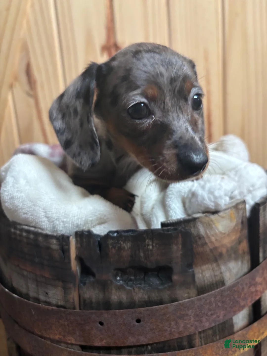 Miniature Dachshund dogs for sale: Miniature Dachshund 2 - Ad 1