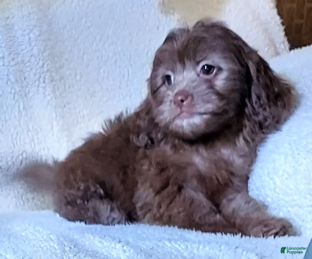 Shih Tzu dogs for sale: Easton - Ad 2