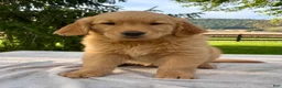 Golden Retriever dogs for sale: Jackson - Ad 4