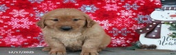 Golden Retriever dogs for sale: Baylor - Ad 4