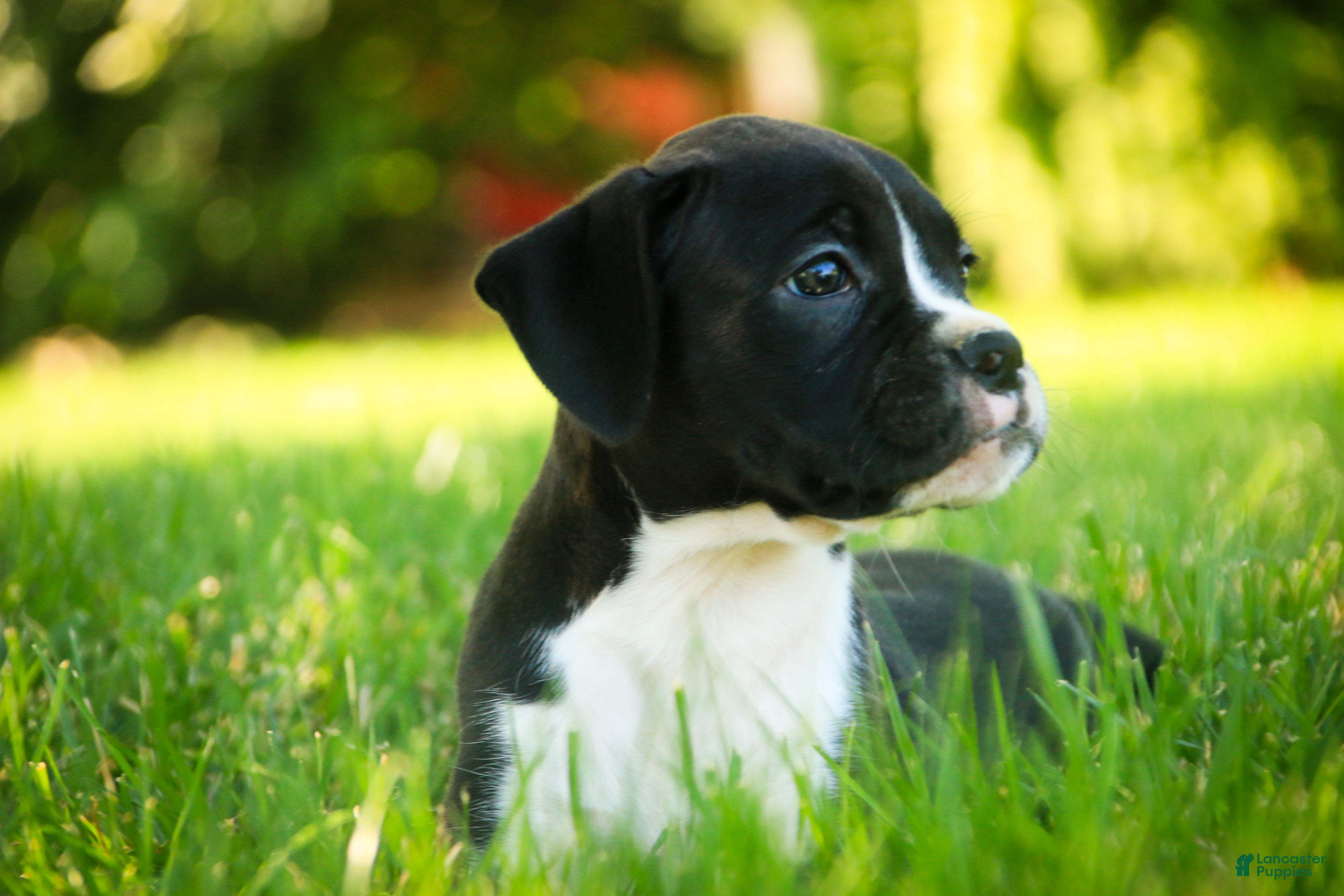 Boxer dogs Leo - Ad 2