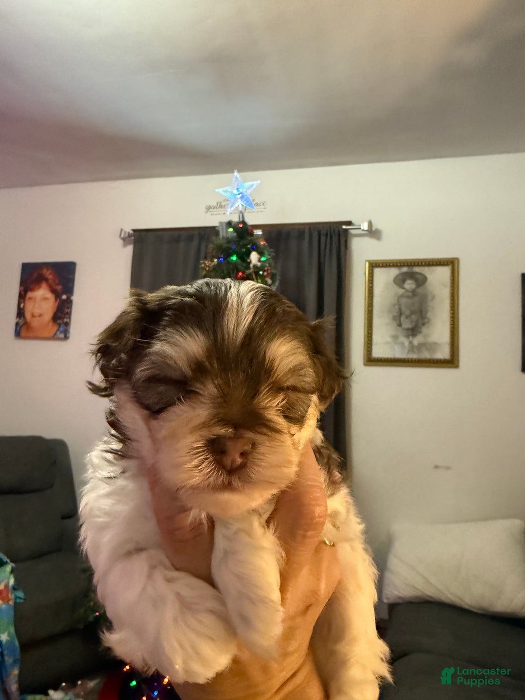 Mixed Breed dogs for sale: Ducky - Ad 3