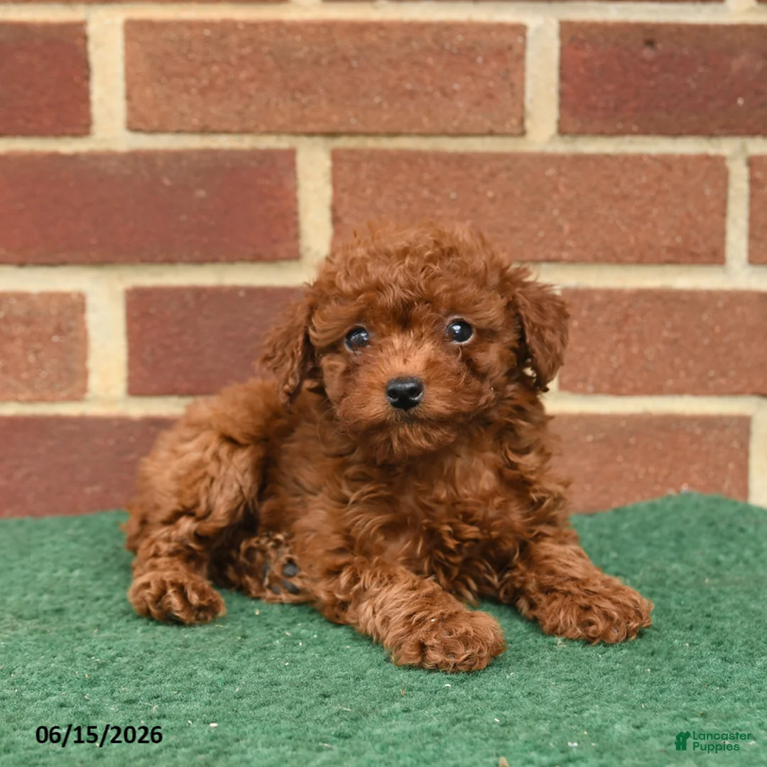 Miniature Poodle dogs for sale: Scarlet - Ad 3