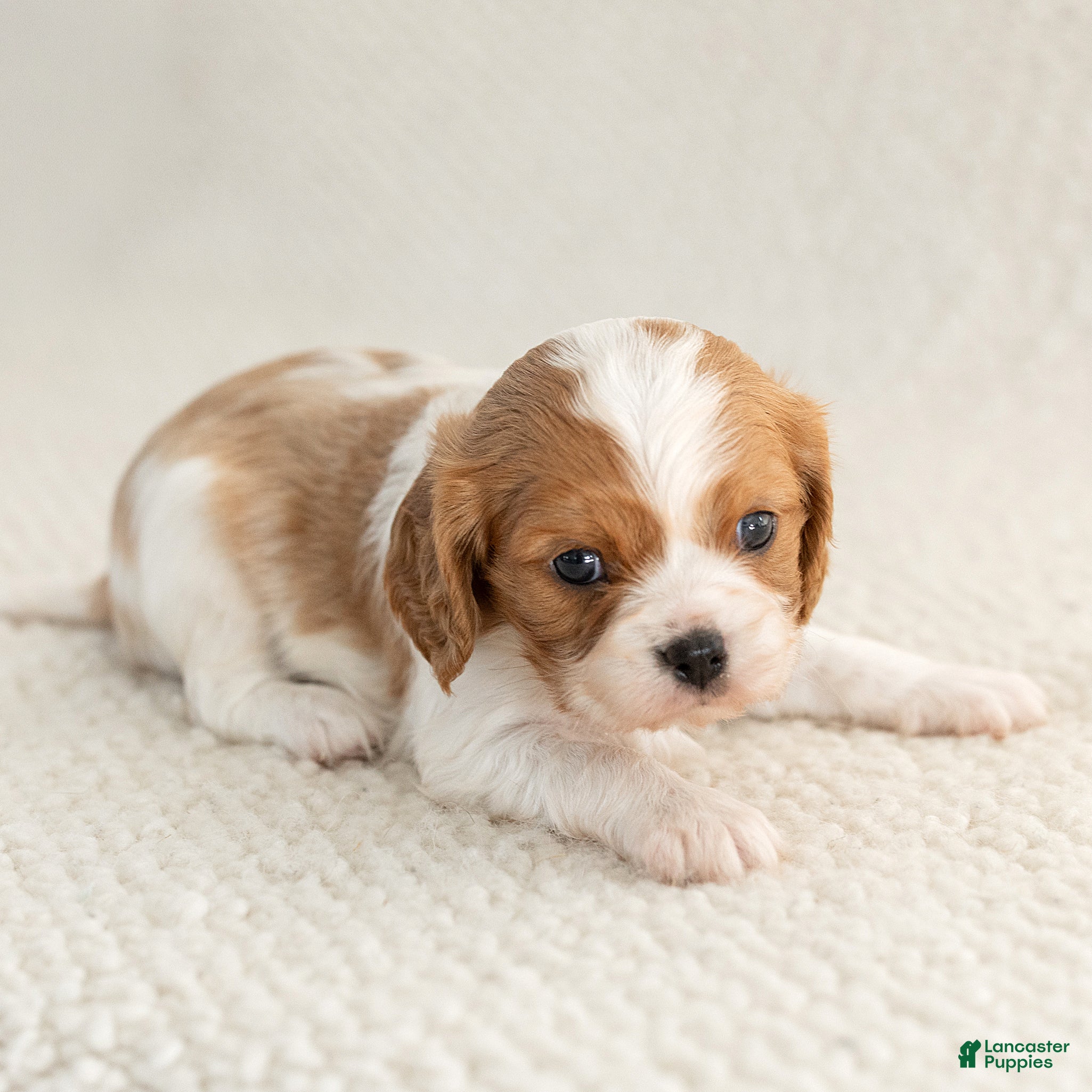 Cavalier King Charles Spaniel dogs for sale: Sunshine Cavalier King Charles Spaniel  - Ad 2