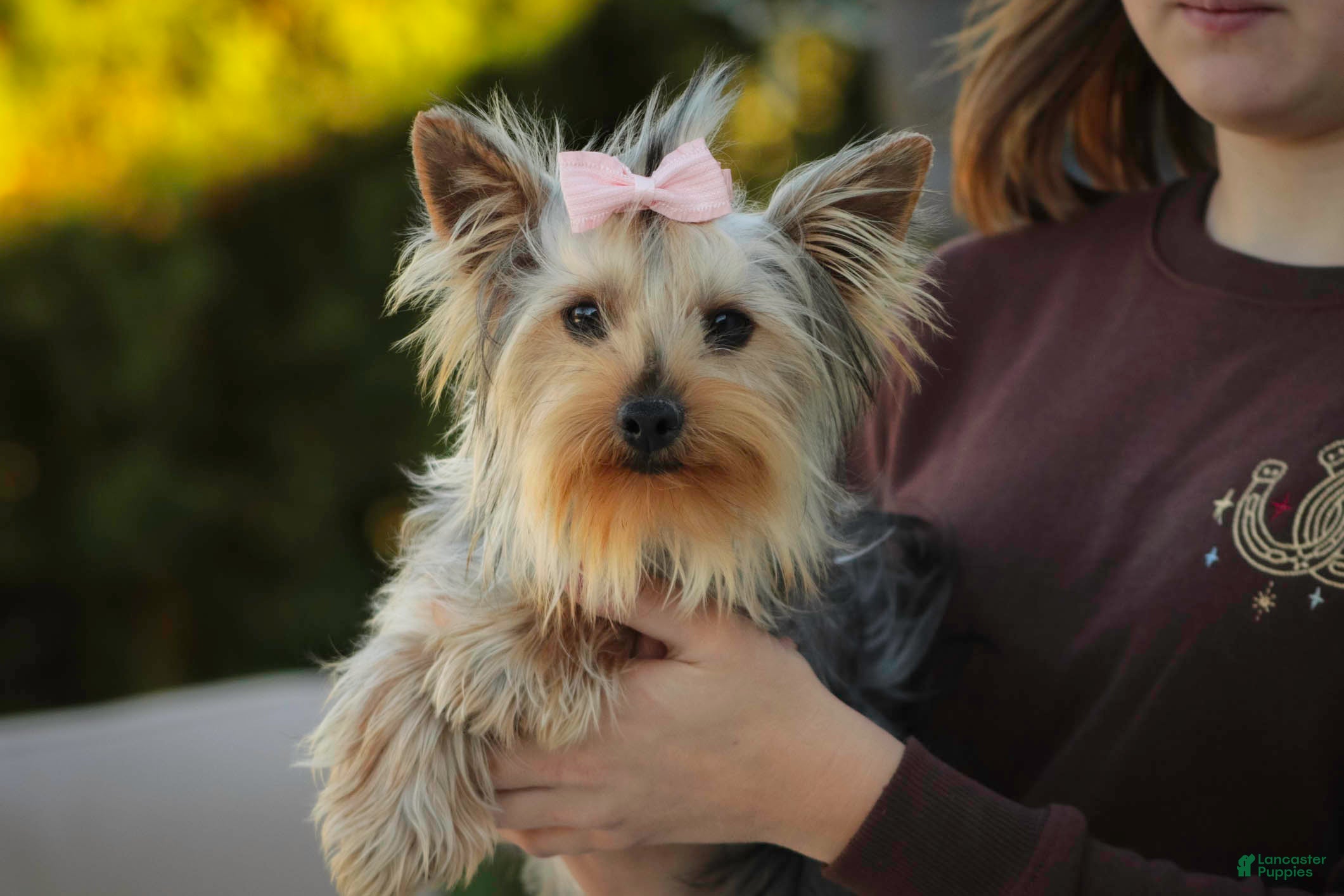 Yorkshire Terrier dogs Lucy - Ad 1