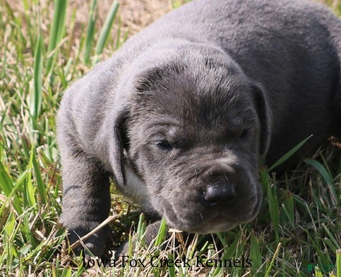 Great Dane dogs Smokey - Ad 23