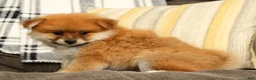 Pomeranian dogs for sale: Moe - Ad 7