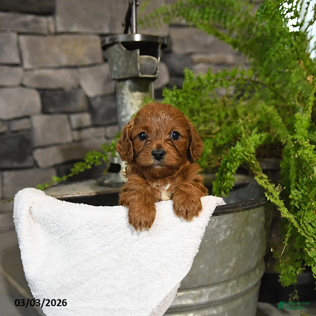 Cavapoo dogs for sale: Tulip - Ad 1