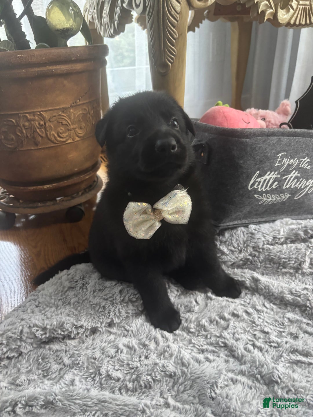 German Shepherd dogs for sale: Gold - Ad 3