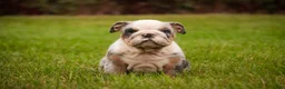 English Bulldog dogs for sale: Sebastian English Bulldog  - Ad 7
