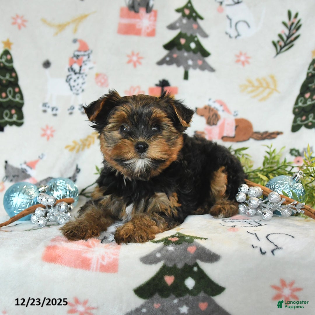 Yorkshire Terrier dogs for sale: Wesley - Ad 3