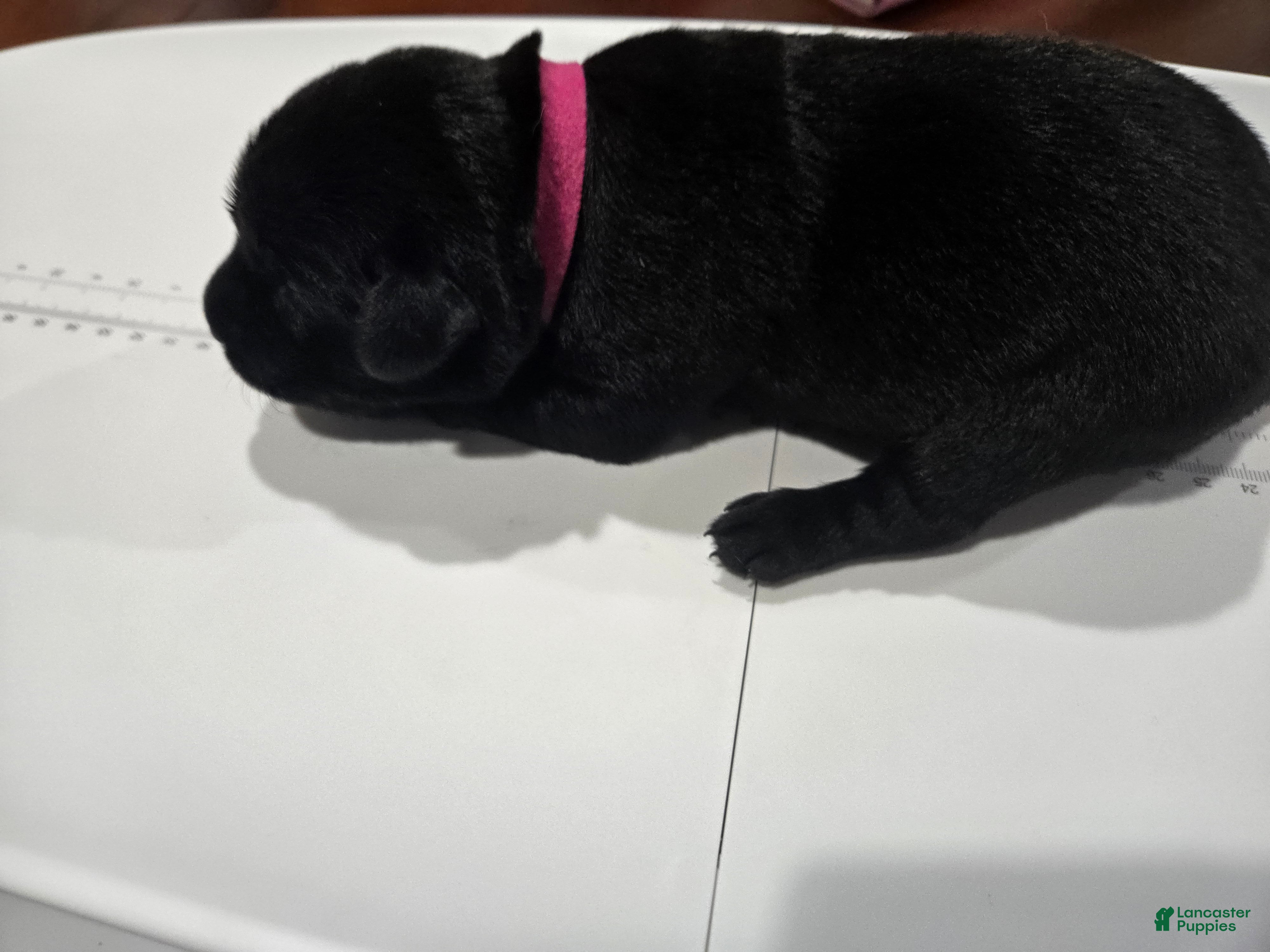 Goldador dogs Dark pink collar female - Ad 22