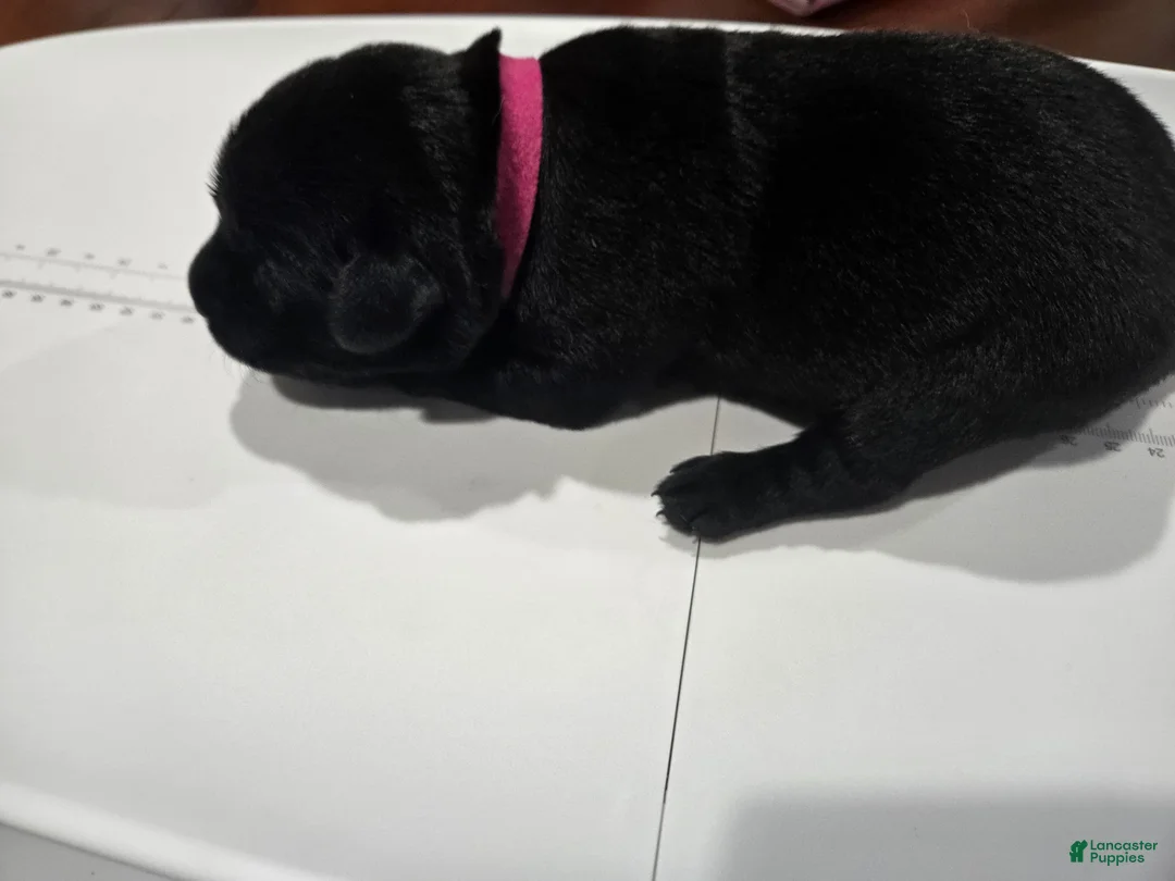 Goldador dogs for sale: Dark pink collar female - Ad 1