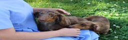 Miniature Dachshund dogs for sale: Olivia - Ad 14