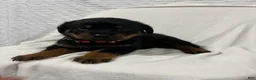 Rottweiler dogs for sale: Taz - Ad 3