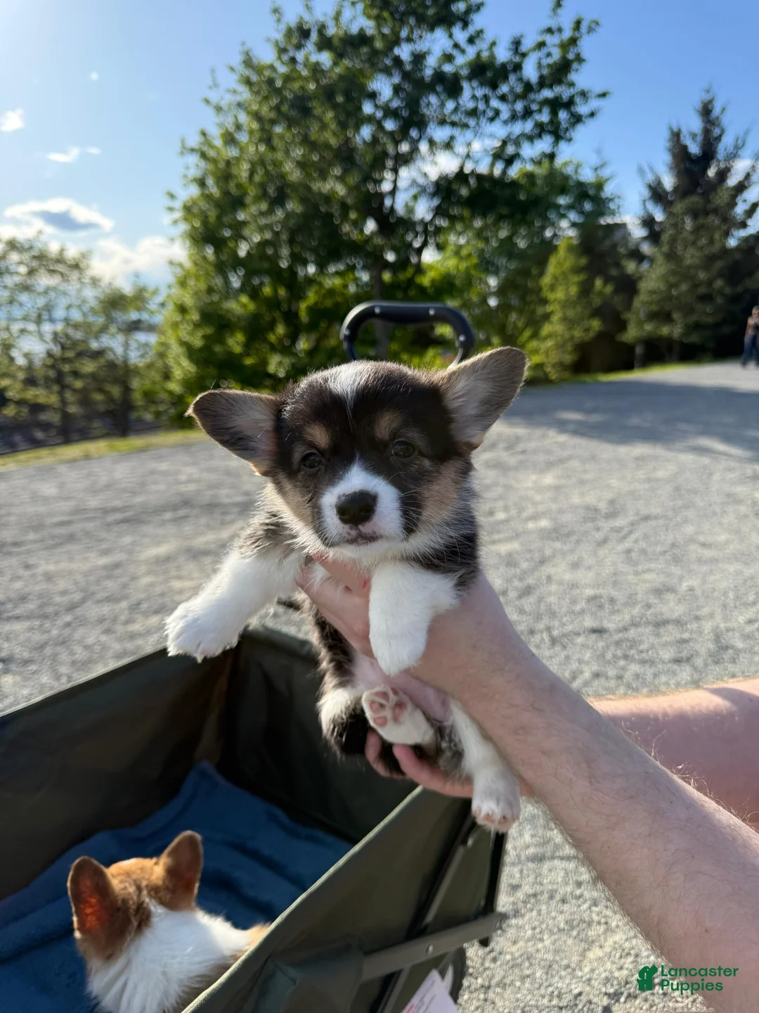 Welsh Corgi Pembroke dogs for sale: Female Welsh Corgi Pembroke Puppy - Black/Tri - Ad 1