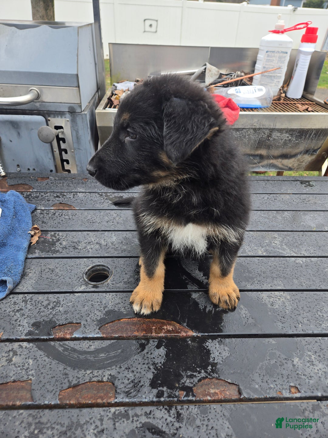 German Shepherd dogs for sale: Schmitt - Ad 9