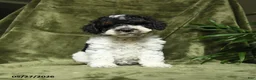 Miniature Poodle dogs for sale: Mildred - Ad 2