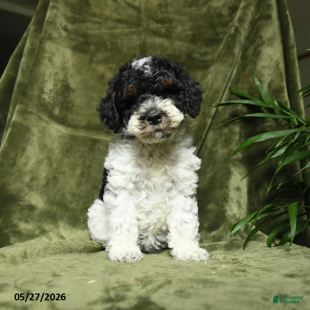 Miniature Poodle dogs for sale: Mildred - Ad 2