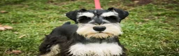 Miniature Schnauzer dogs for sale: Johann - Ad 4