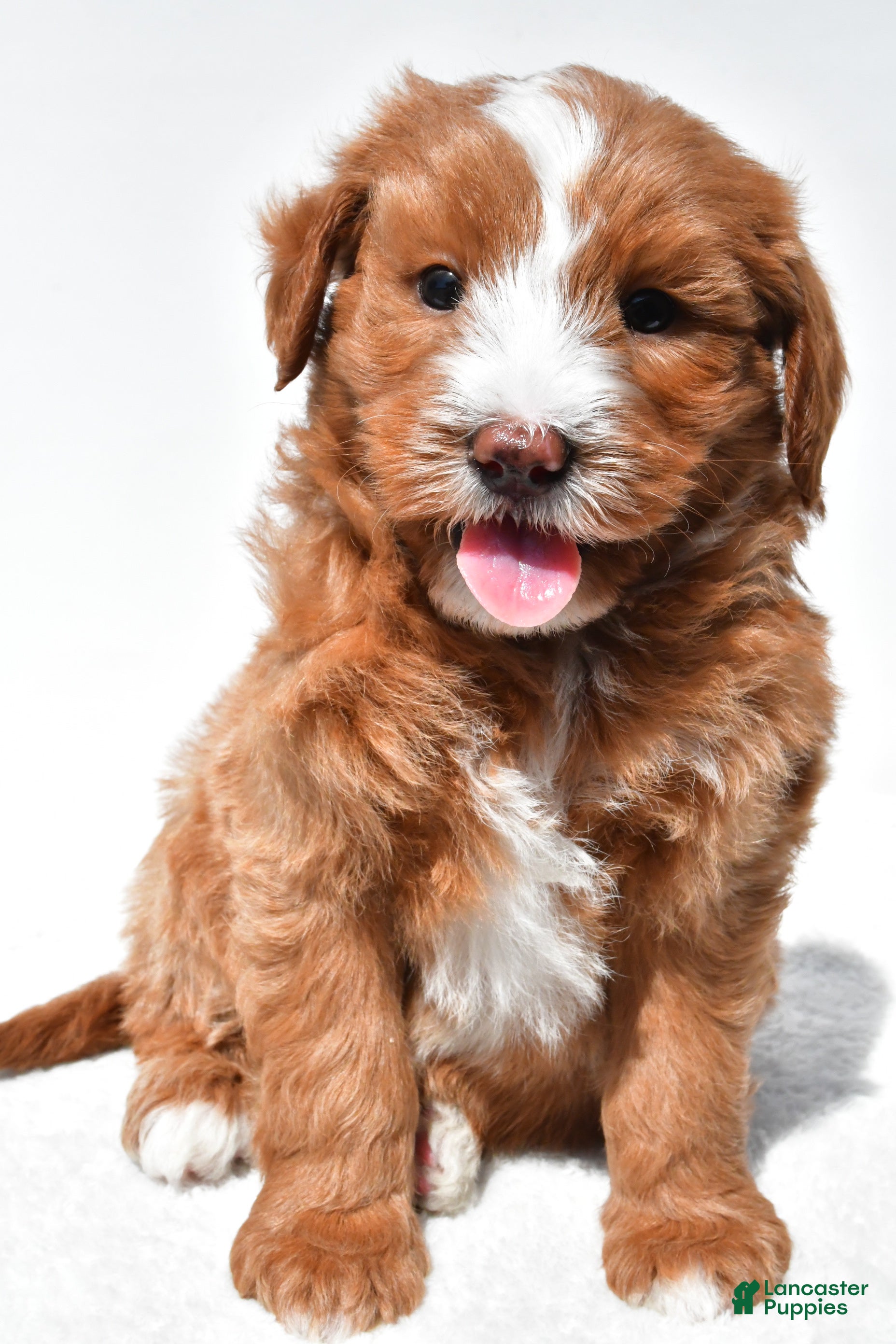 Mini Goldendoodle dogs Landrie - Ad 1