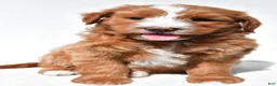 Mini Goldendoodle dogs for sale: Landrie - Ad 1