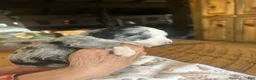 Sheepadoodle dogs for sale: Michelle - Ad 7