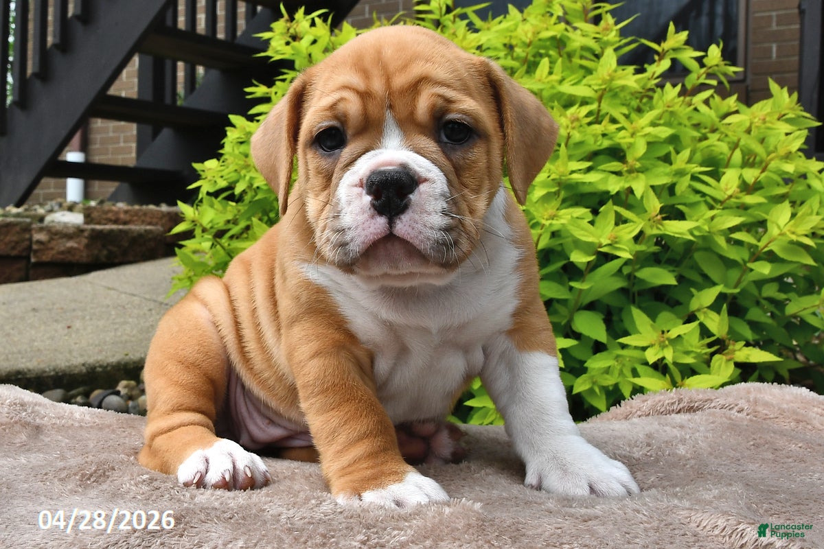 Beabull dogs Missy - Ad 1