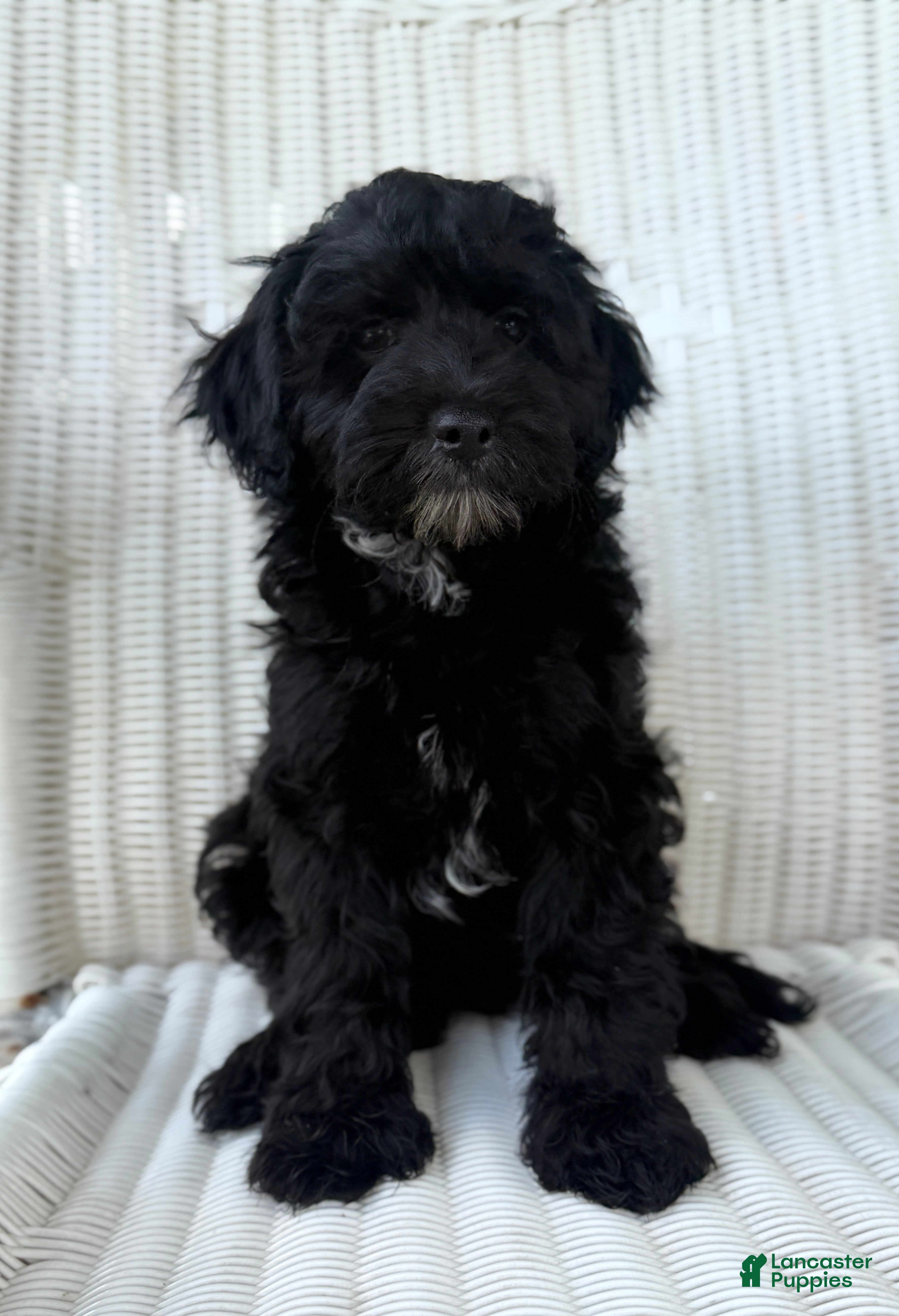 Maltipoo dogs Frankie - Ad 2