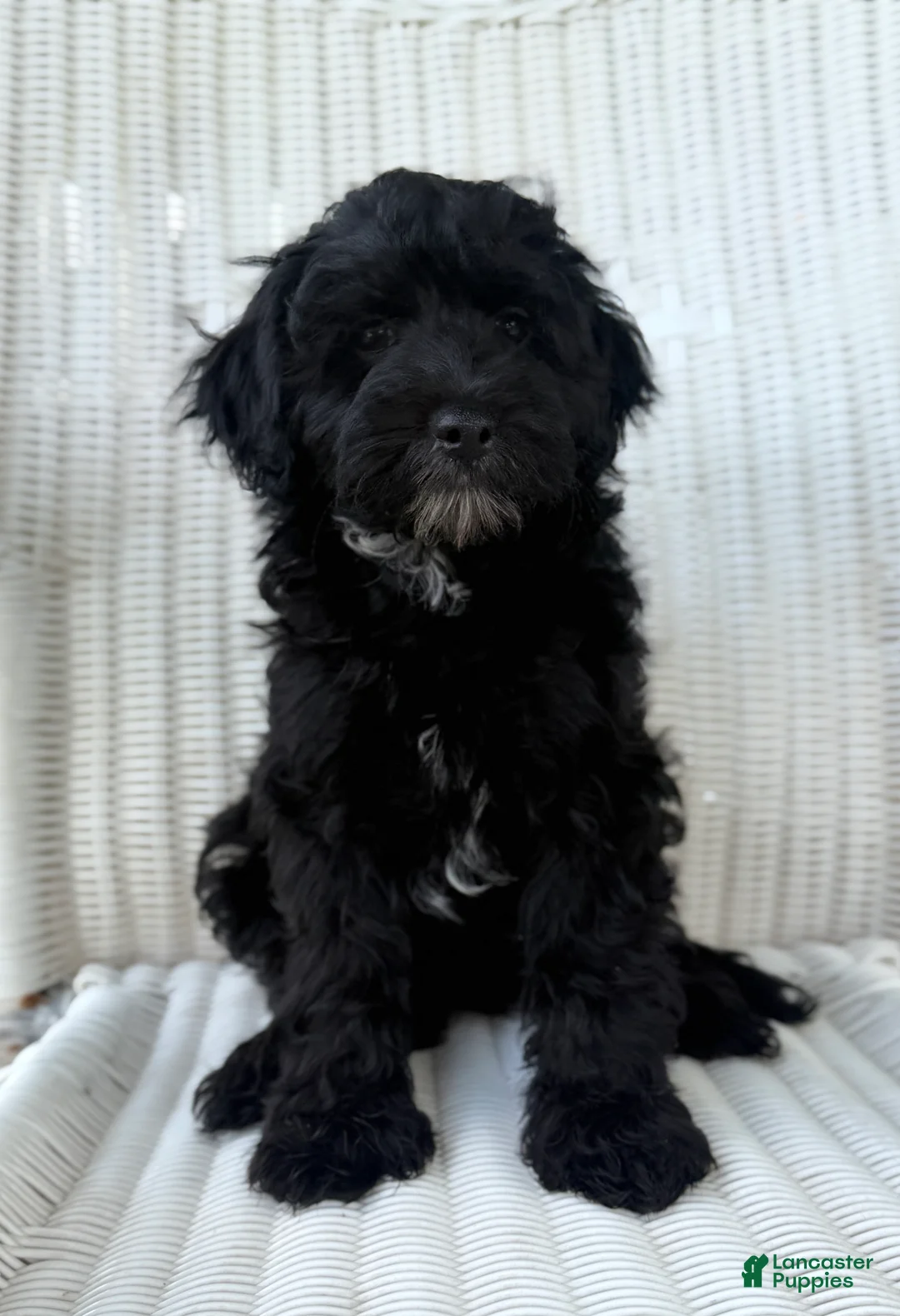 Maltipoo dogs for sale: Frankie - Ad 2
