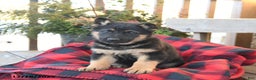 German Shepherd dogs for sale: Malerie - Ad 4