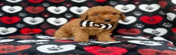 Cavapoo dogs for sale: Abe - Ad 2