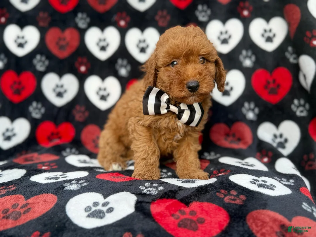 Cavapoo dogs for sale: Abe - Ad 2