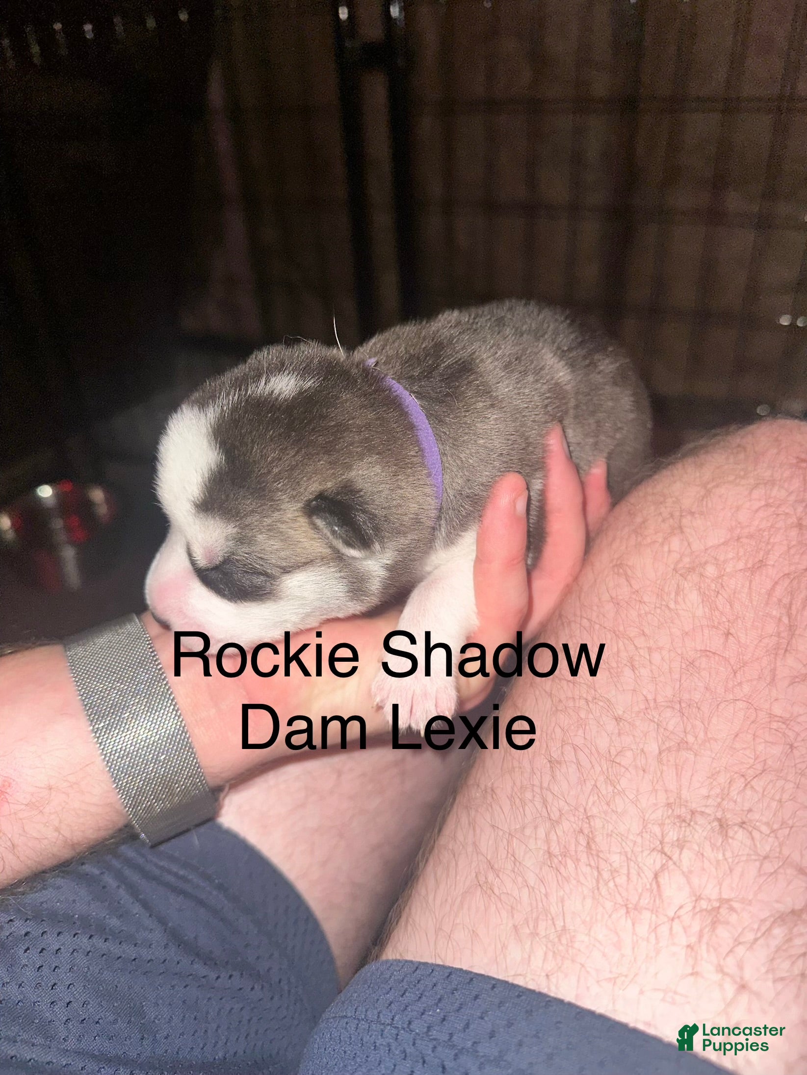 Siberian Husky dogs Rockie Shadow - Ad 2