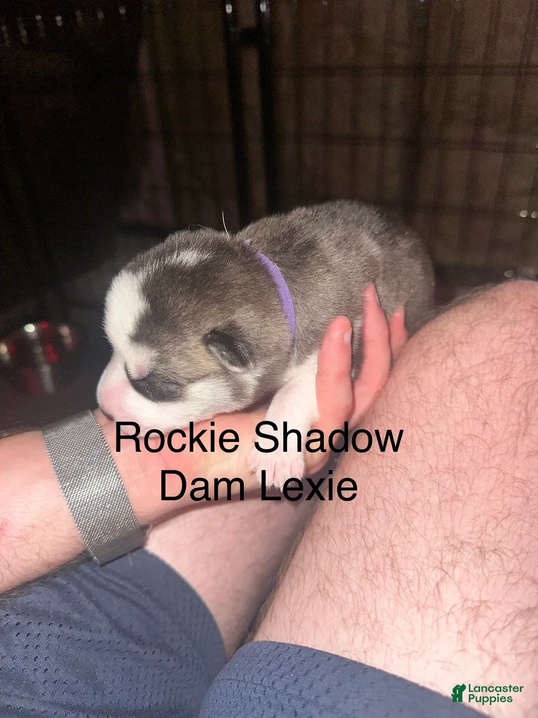 Siberian Husky dogs for sale: Rockie Shadow - Ad 2