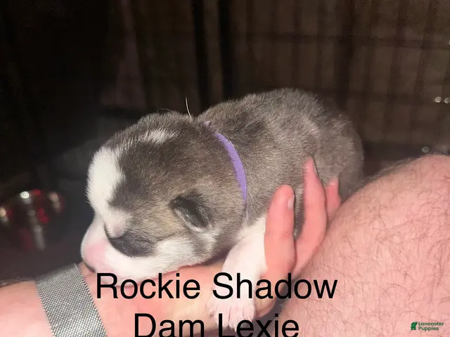 Siberian Husky dogs Rockie Shadow - Ad 2
