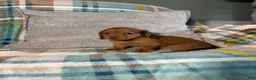 Miniature Dachshund dogs for sale: Miniature Dachshund 1 - Ad 6
