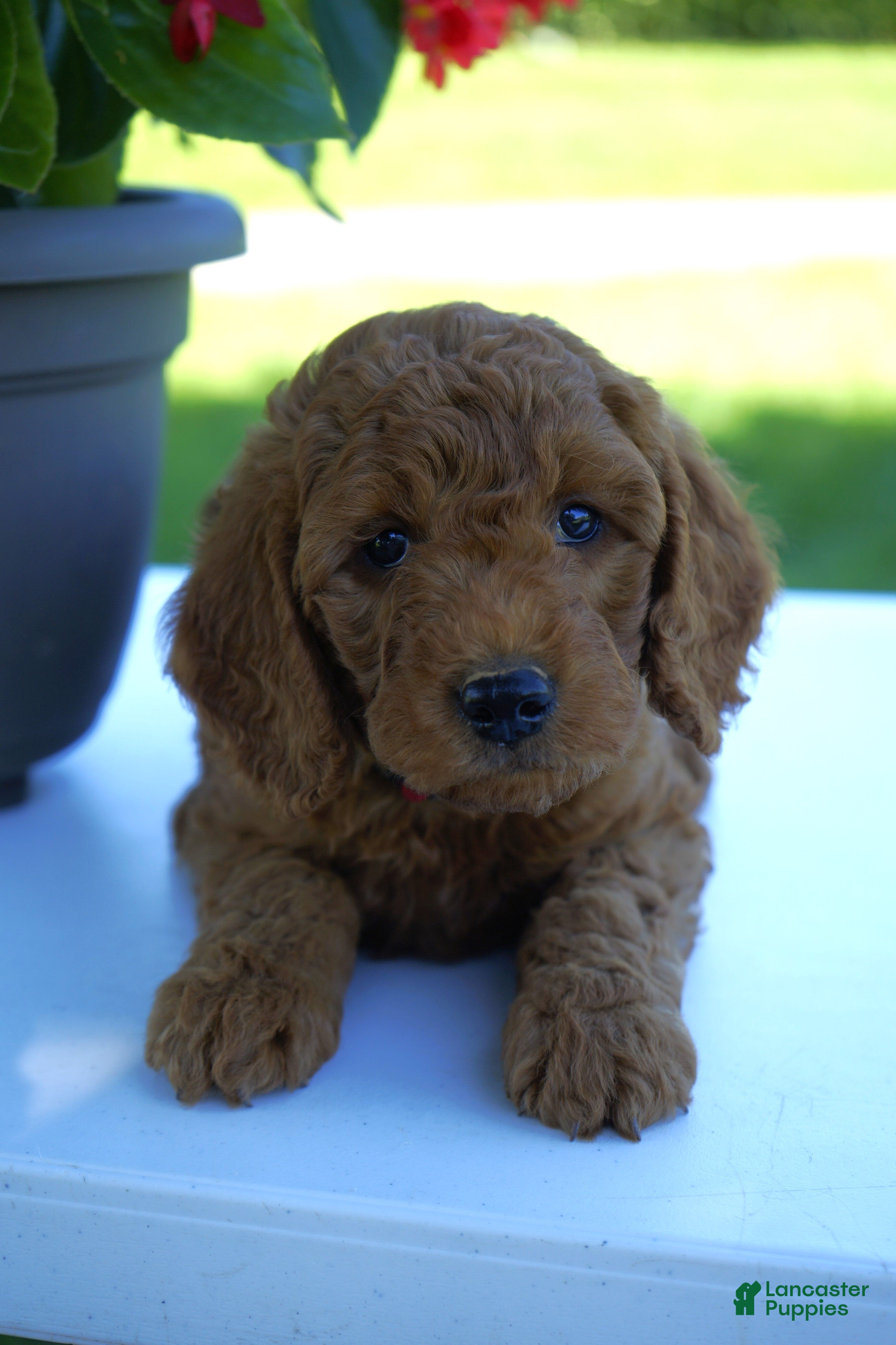 Mini Goldendoodle dogs for sale: Waffles-F1b - Ad 4