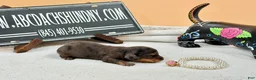 Miniature Dachshund dogs for sale: Grand champion sired import dapple - Ad 2