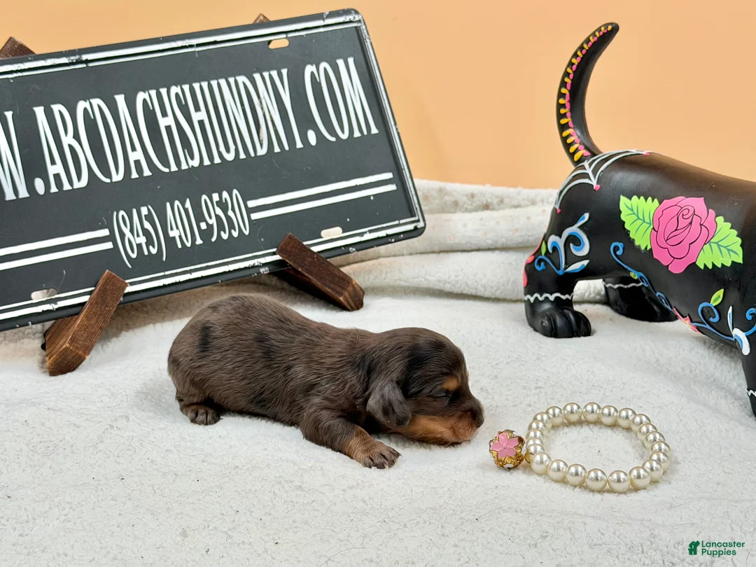 Miniature Dachshund dogs for sale: Grand champion sired import dapple - Ad 2