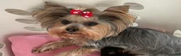 Biewer Terrier dogs for sale: Biewer Terrier 2 - Ad 7