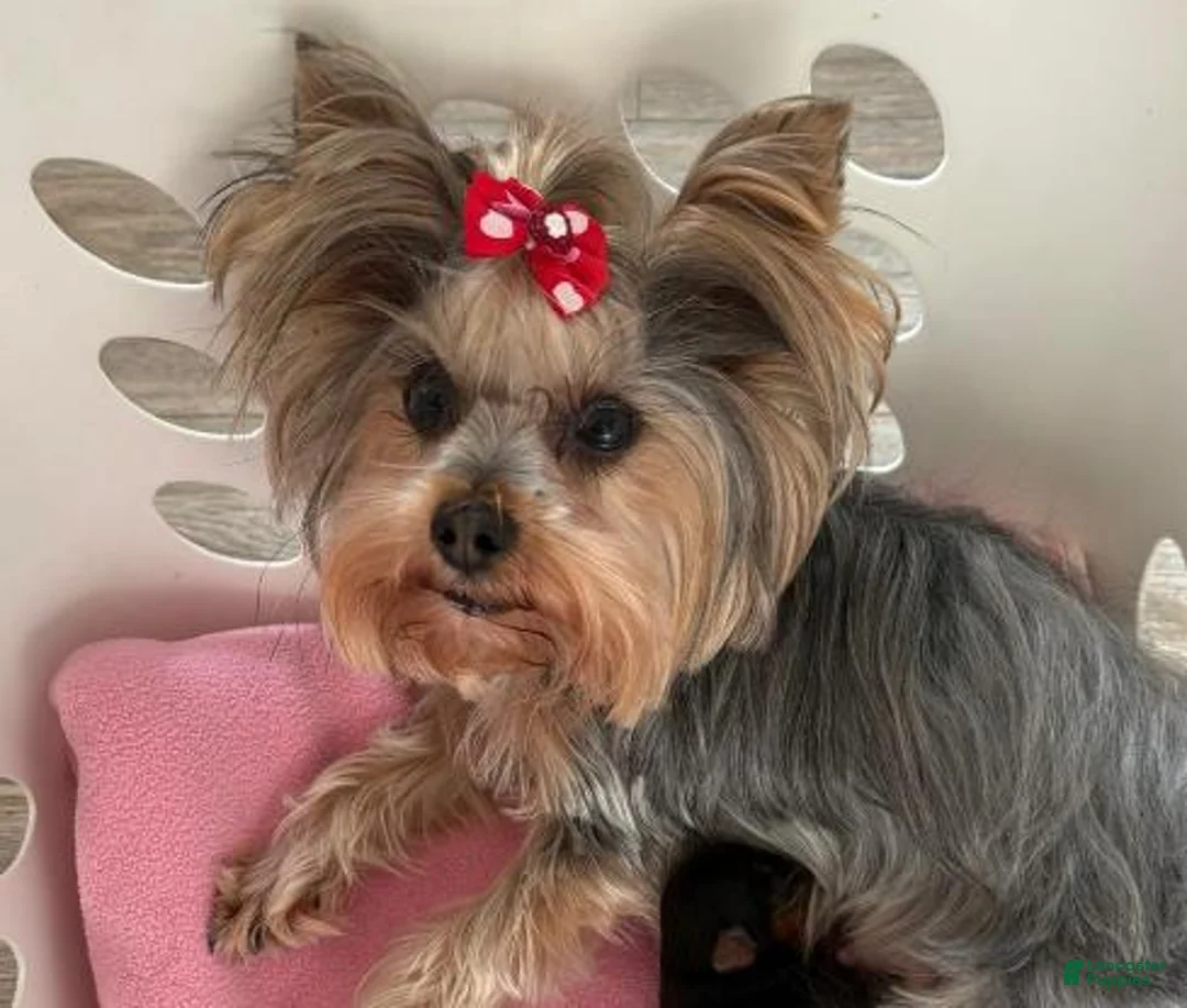 Biewer Terrier dogs for sale: Biewer Terrier 2 - Ad 7