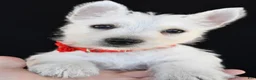 West Highland Terrier dogs for sale: Kelly - Ad 8