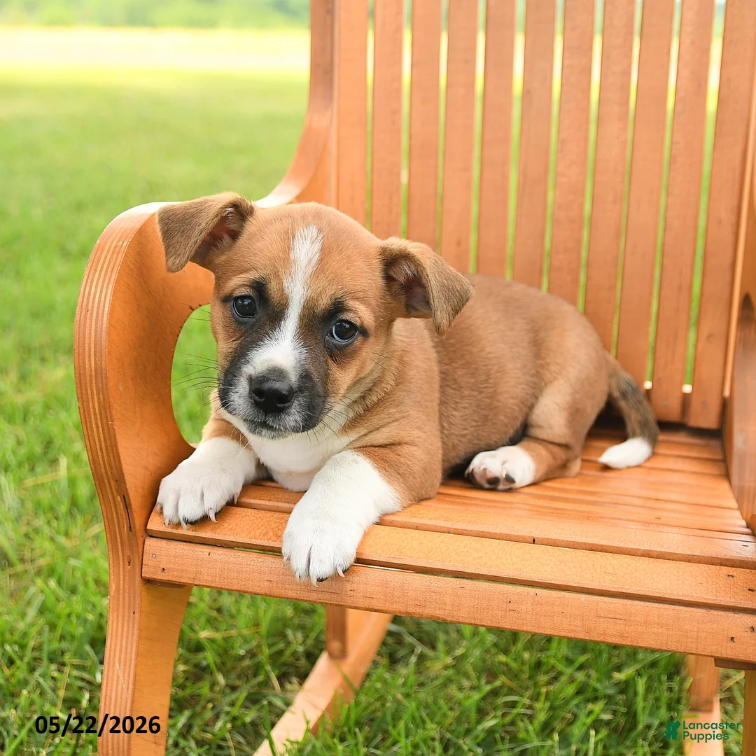 Jug dogs for sale: Kieran - Ad 2