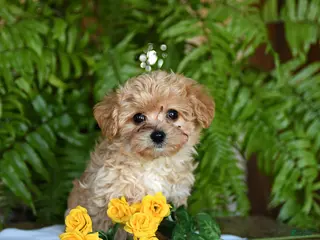 Mixed Breed dogs Chum Chum - Ad 32