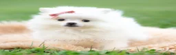 Pomeranian dogs for sale: Coco - Ad 4