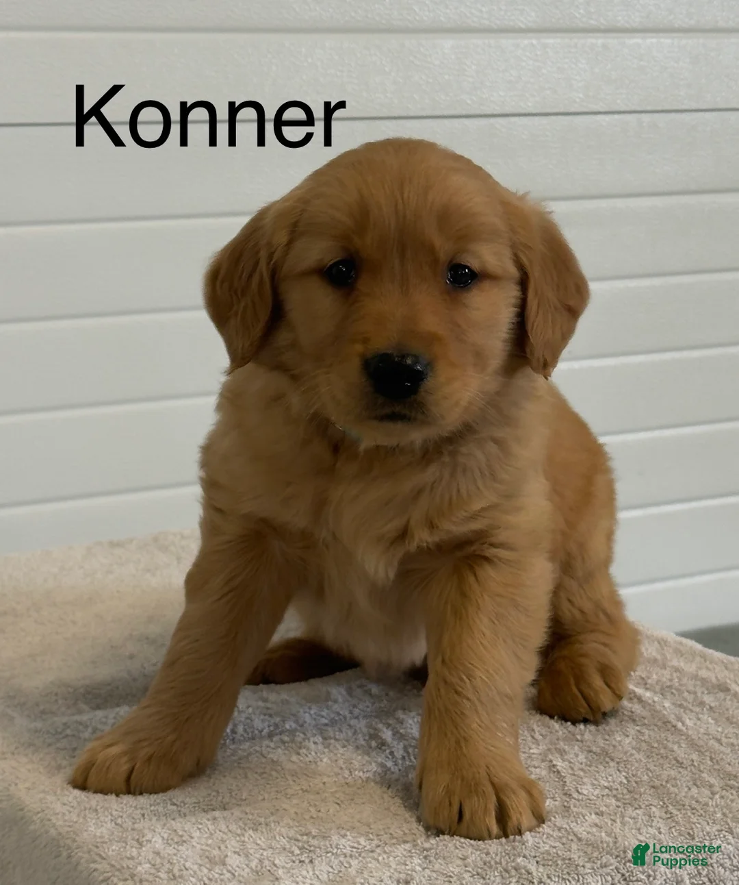 Golden Retriever dogs for sale: Konner - Ad 1