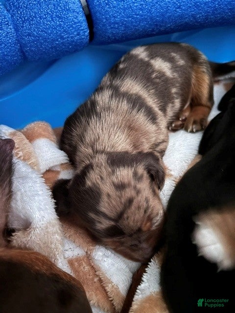 Miniature Dachshund dogs Toby Miniature Dachshund 1 - Ad 1